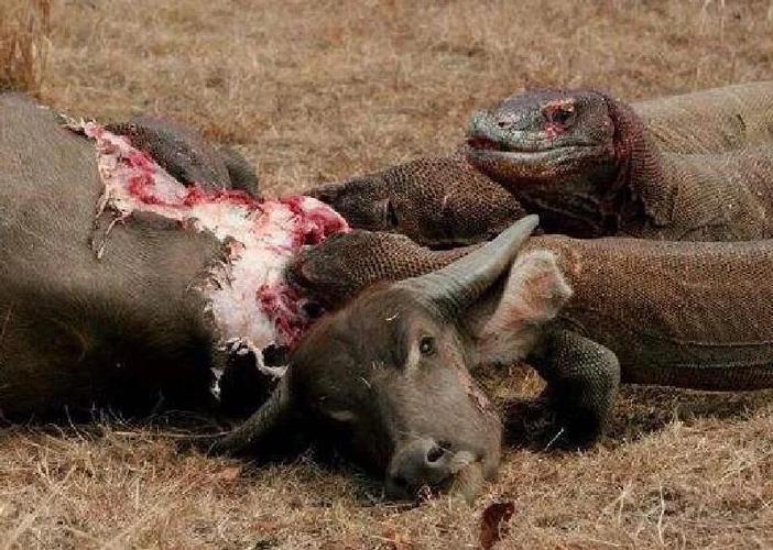 Computer case interior with fan mounts