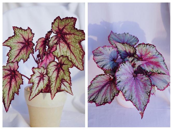 机械键盘轴体与PCB细节