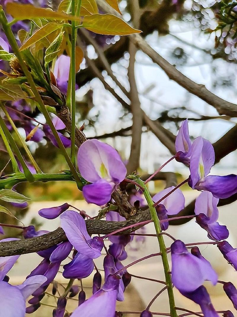 机械键盘轴体特写
