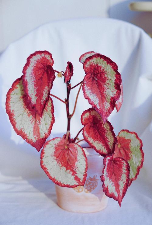 古典美学与客制化碰撞:reccazr R84 莱莉段轴秋-檀木海棠深度评测