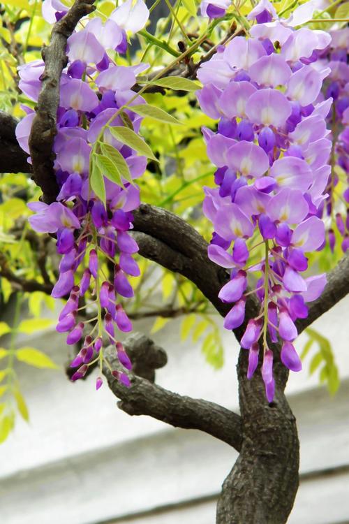 reccazr R84 KU中轴“紫藤花”深度评测:客制化美学与性能的平衡之作