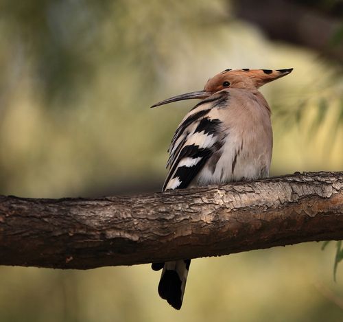 鼠标内部硬件结构示意