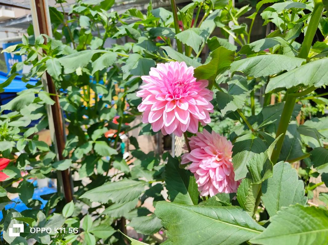 电脑装机与购买建议场景