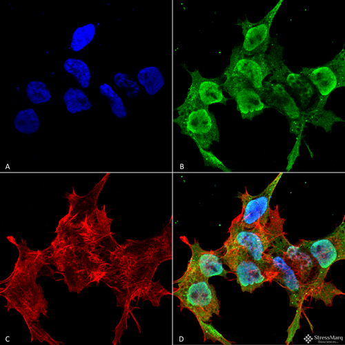 鼠标核心规格展示