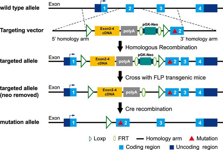 鼠标购买决策或对比图