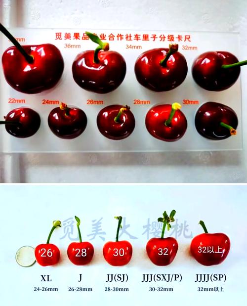 鼠标内部电路板展示技术规格