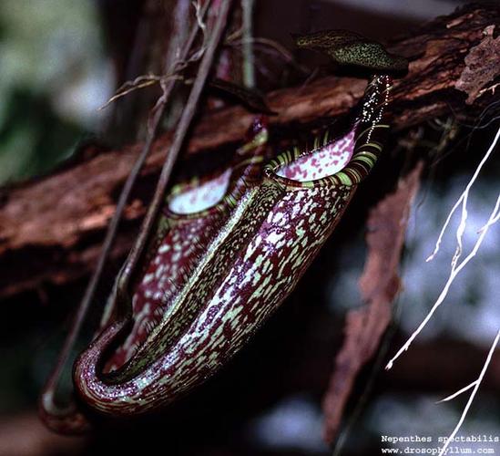 鼠标规格对比示意图
