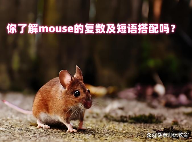 鼠标核心规格展示,包括连接和DPI