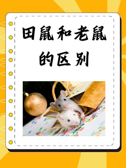 鼠标规格对比图