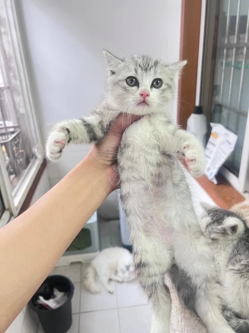 虎猫G106 白色高级版评测：39元有线人体工学鼠标的性价比之选