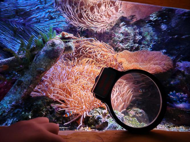 reccazr R102小丑鱼 vs 迈从KB312 深度对比