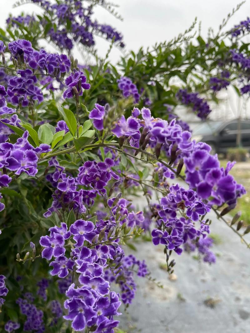 Reccazr R68 购买建议与整体展示