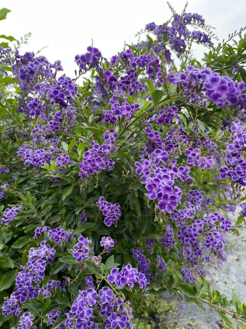 机械键盘RGB散热与续航表现