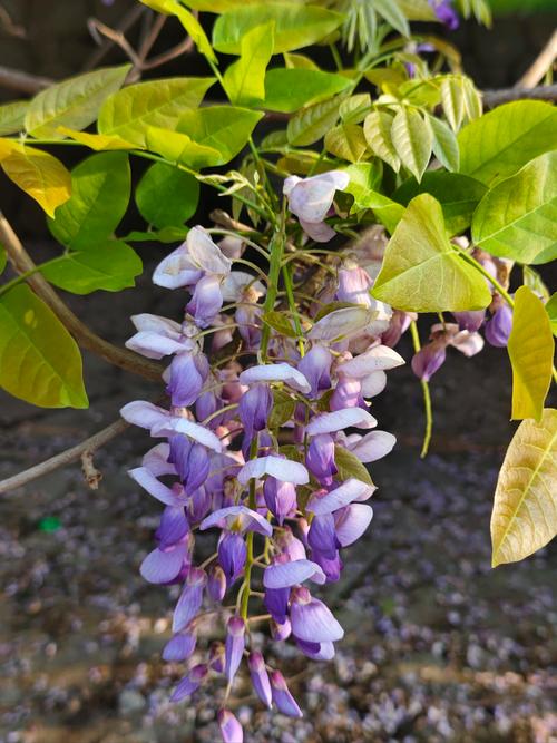 Reccazr R100 KU快轴 夏-紫藤花：客制化机械键盘的颜值与性能平衡之选