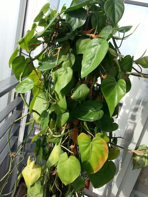 Reccazr R68 性能打字测试