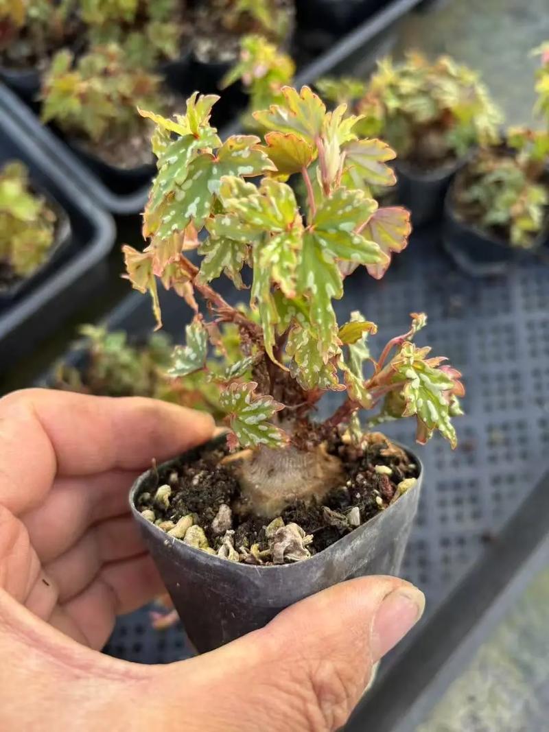 RGB背光键盘桌面展示