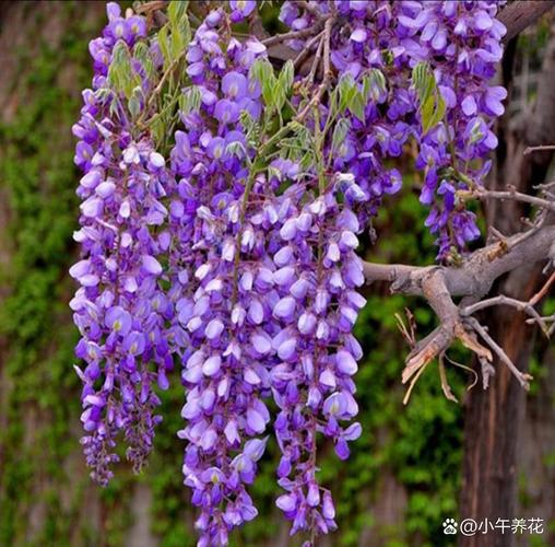 Reccazr R84 奶冰轴 夏-紫藤花深度评测：84键客制化机械键盘的性价比之选