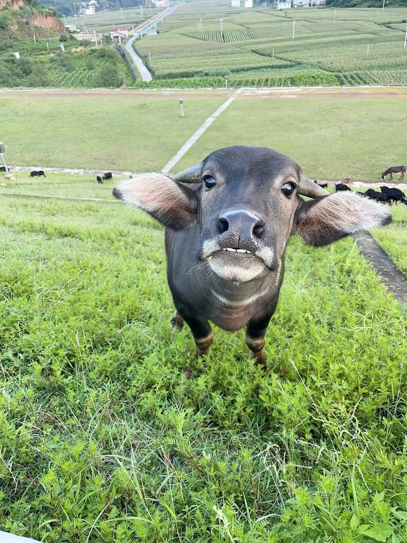 机箱散热风道与对流设计