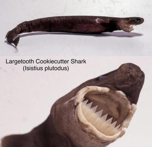 键盘规格参数展示