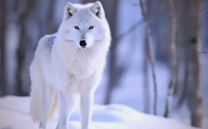 用户选购鼠标建议图