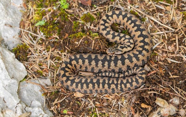 蝰蛇（VIPERADE）G8鼠标深度评测：极致舒适与灵敏度的完美结合