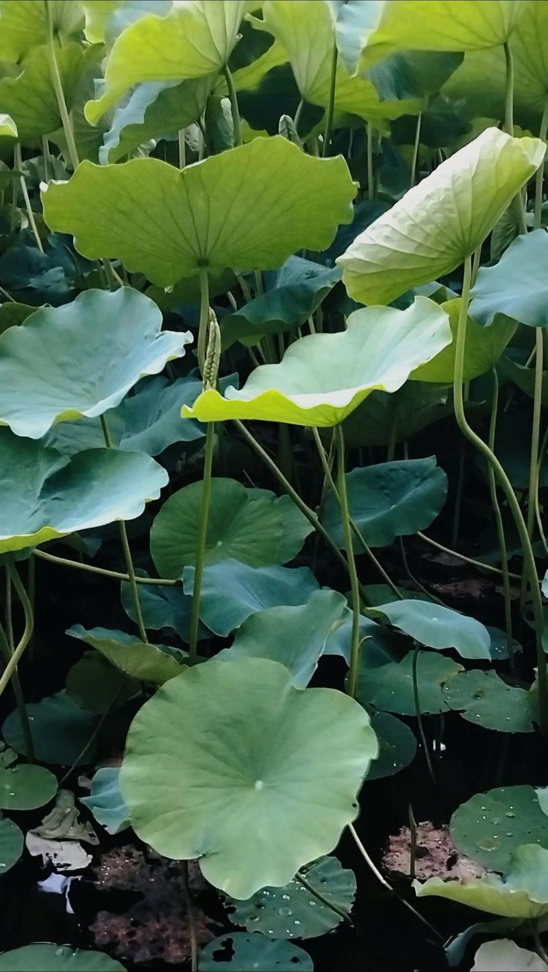 固态硬盘内部结构示意