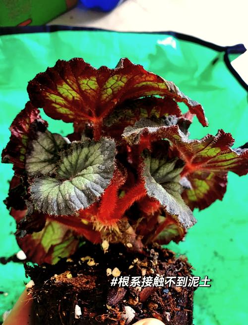 Reccazr R68 购买决策与桌面搭配