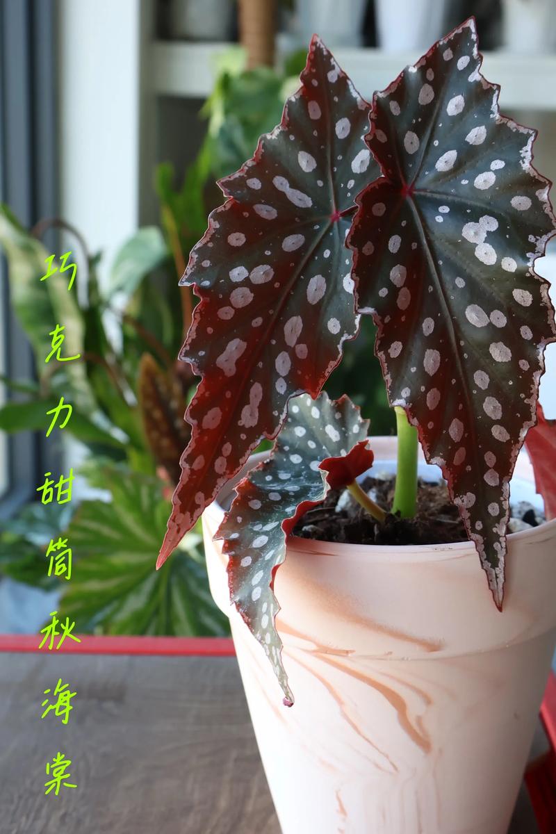 Reccazr R68 打字性能与灯效表现