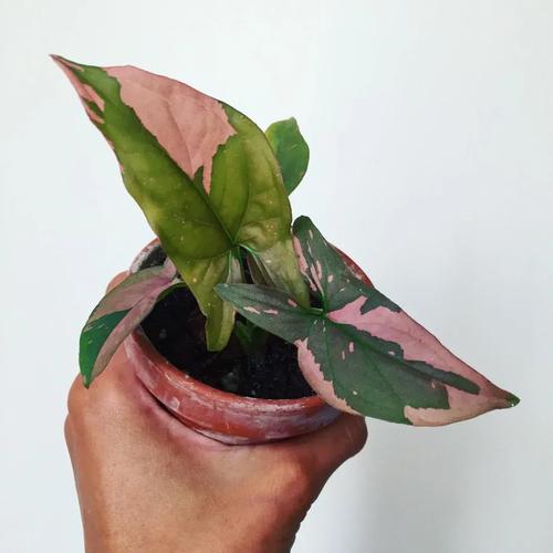 reccazr R68键帽细节