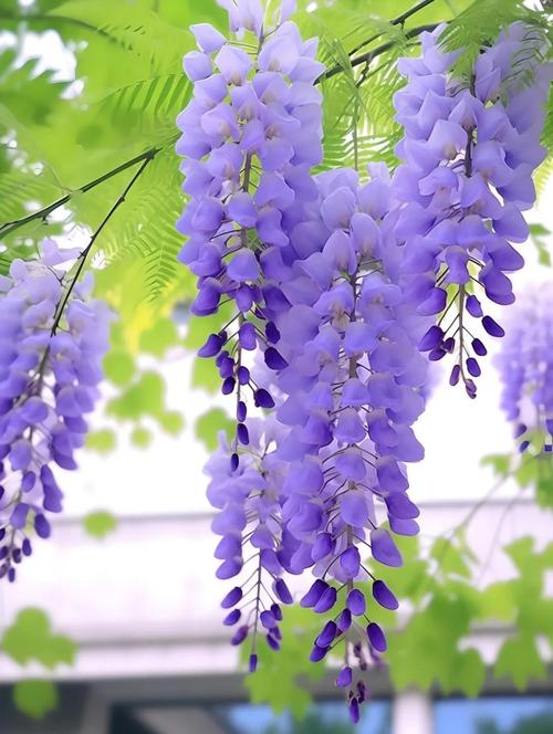 reccazr R84 紫藤花配色外观展示