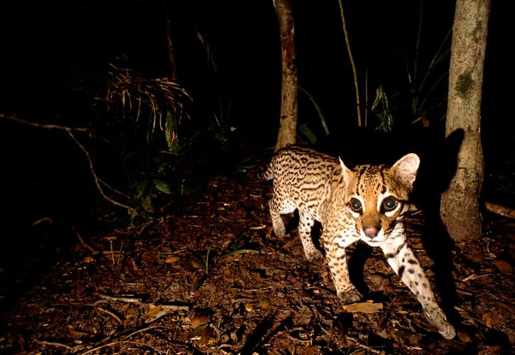 虎猫X8鼠标外观