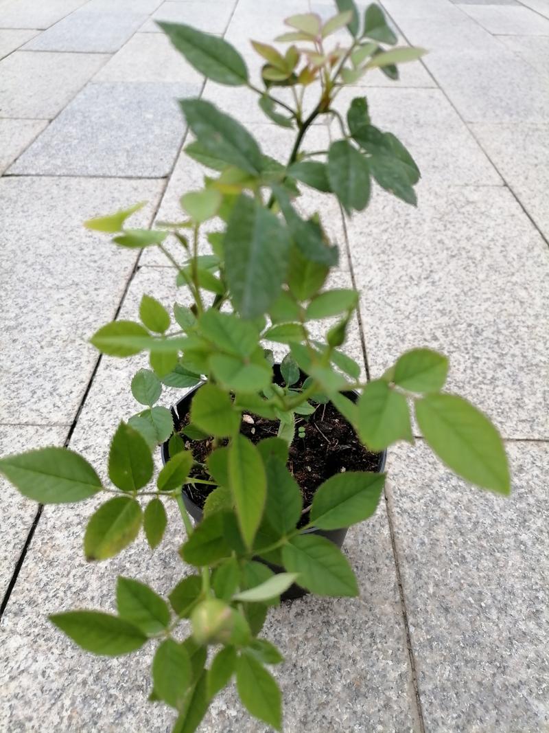 键盘规格对比示意图