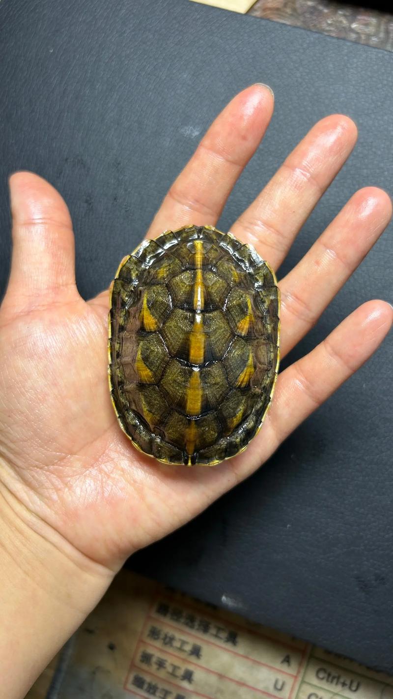 电商购物界面价格展示
