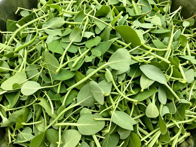 净菜分拣与去损叶的标准化流程