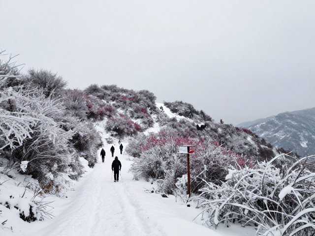 新手友好!冬季雪景徒步攻略,公交直达,花海奇观,无需向导