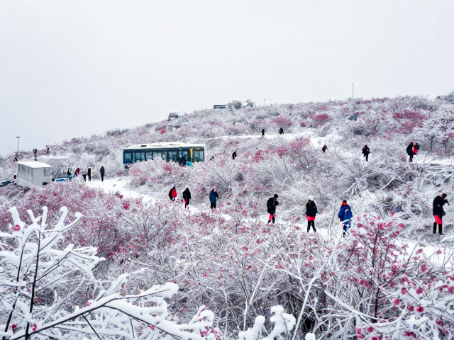 花海奇观与雪景的视觉反差