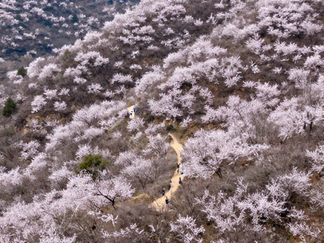 春季赏花徒步,单日折返路线设计,避开夜爬迷路风险