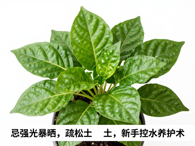 巧克力方砖繁殖难？忌强光暴晒，疏松土，新手控水养护术