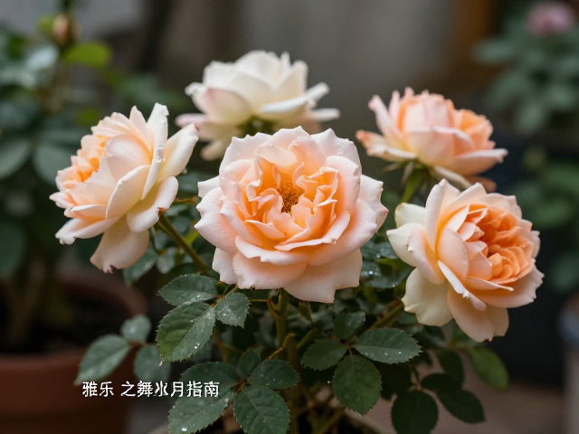 季节性调整与光照管理实践