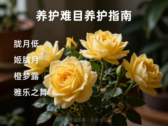 室内养护场景的光线选择策略