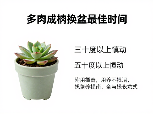 标准化换盆操作流程与后期养护