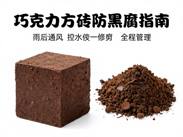 巧克力方砖防黑腐：从控水到修剪的全程管理