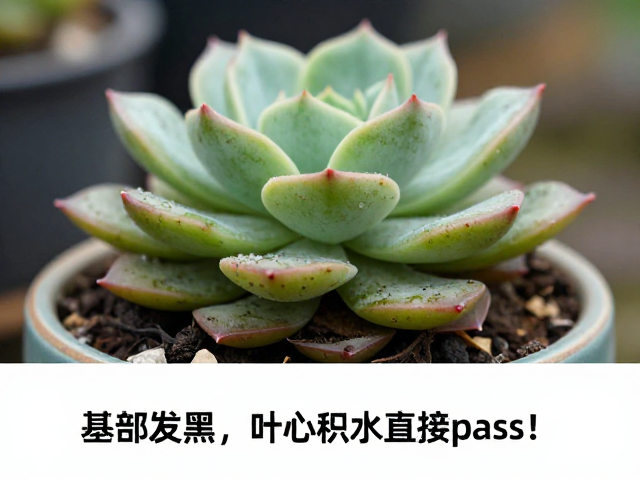 综合评估与筛选策略