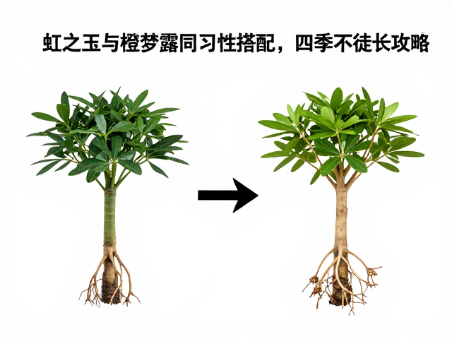 新手必看！虹之玉与橙梦露同习性搭配，四季不徒长攻略