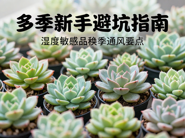 多肉新手避坑指南，湿度敏感品种换季增光与通风要点