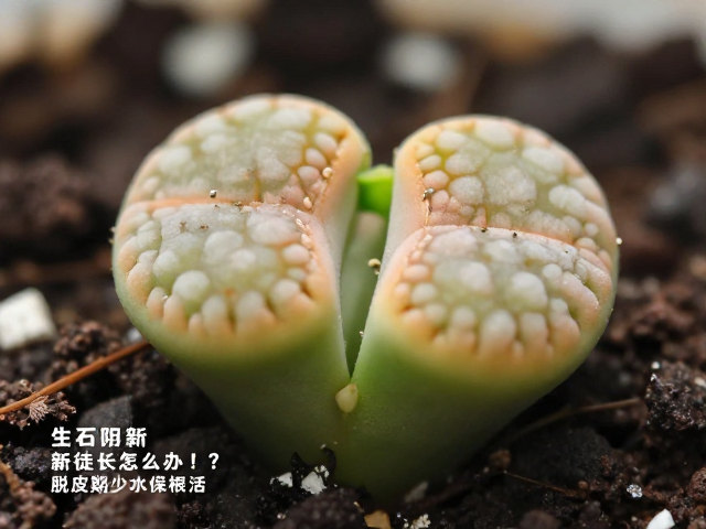 夏季遮阴与通风管理策略