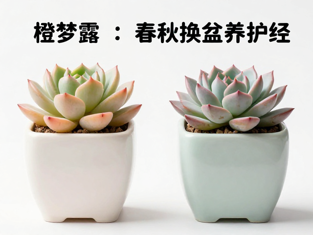 橙梦露与黛比，春秋换盆繁殖指南，新手必看的网红多肉养护经