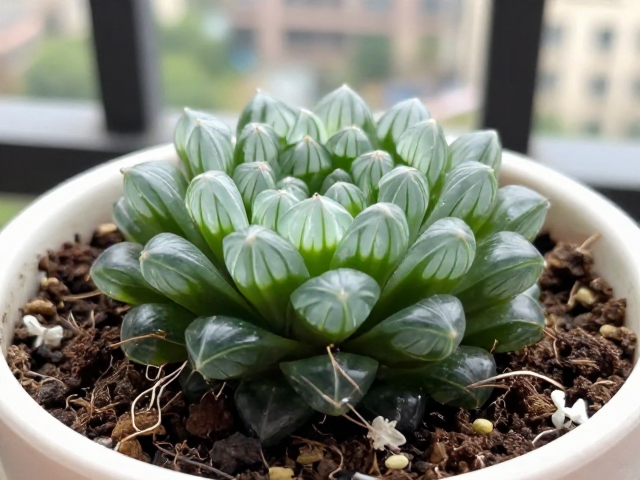 日常养护需精准控制水肥节奏