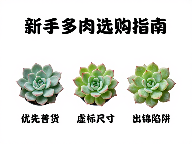 环境与介质：决定普货存活率的隐性因素