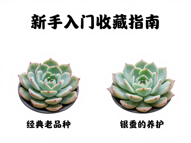 光照管理与温度控制的微妙平衡